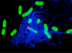 Tran Van - Shigella invasion IpaC secretion Tran Van - Shigella invasion IpaC secretion