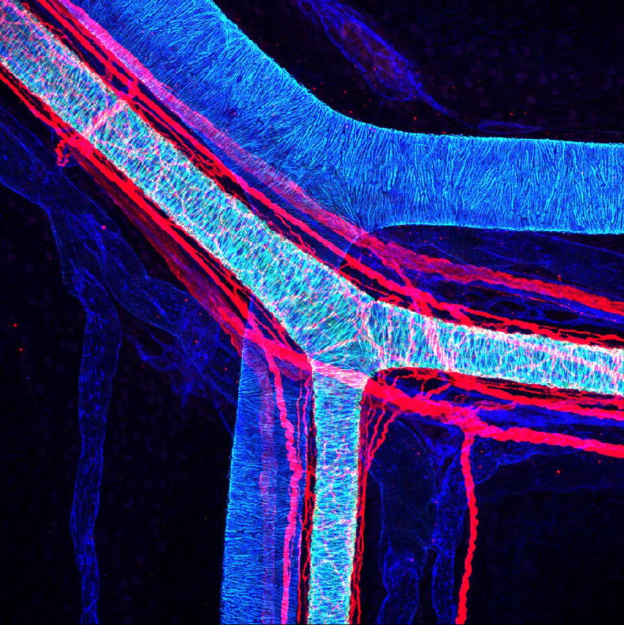 Neurovascular interactions. Postnatal day 2 mouse mesentery stained with the indicated markers for vessels (blue), mural cells (green) and axons (red)