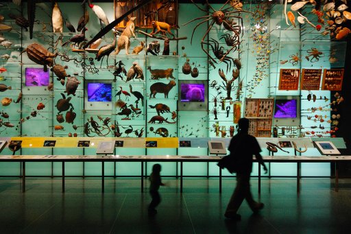 Dans une galerie d’un muséum d’histoire naturelle. Dom Dada/Flickr, CC BY-NC-ND