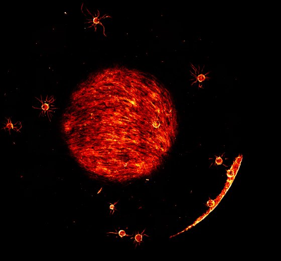 Cellules épithéliales sur billes de Cytodex. Nicole Quenech'du dans le cadre du projet de Laurent Muller (équipe S Germain)