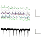 Rouach-Fig1-partB Rouach-Fig1-partB