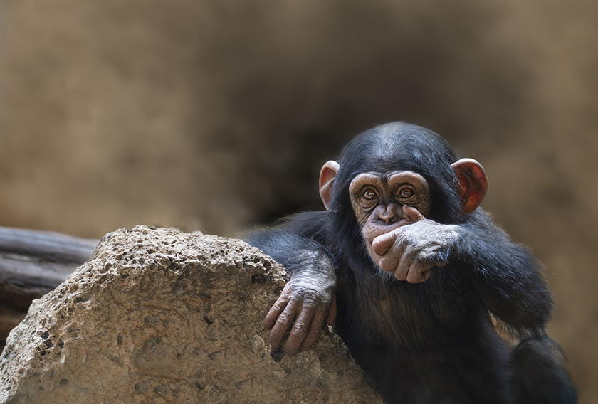 Bébé chimpanzé avec une main dans sa bouche