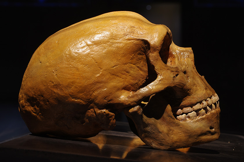 Crâne néanderthalien