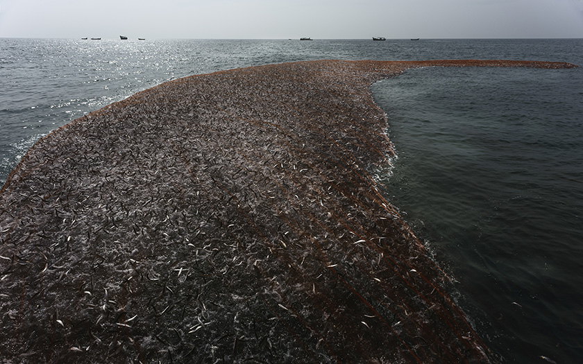 Grand filet de pêche