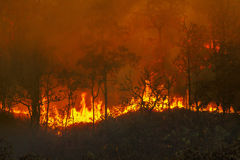Catastrophe incendie forêt pluviale