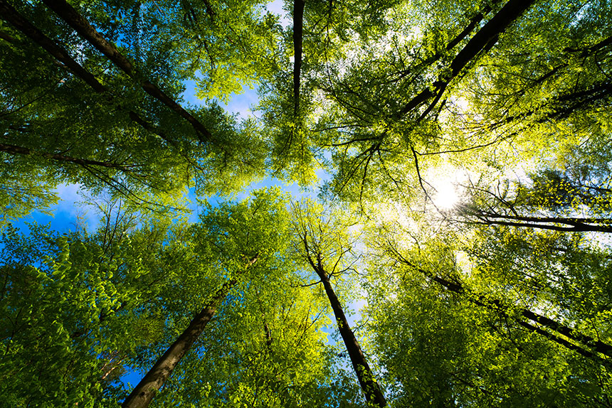 Vue d'arbres s'étirant vers le ciel