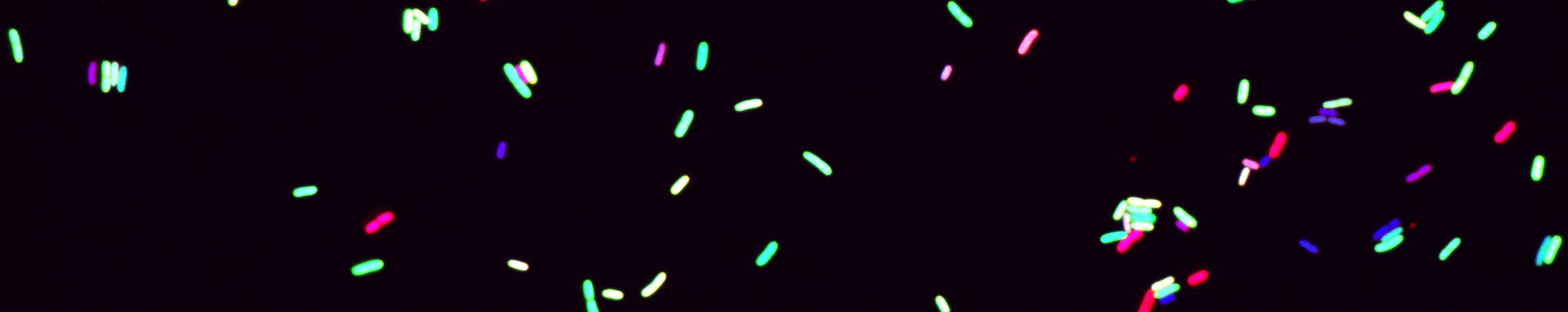 Figure 1: Coupling between gene expression (green), cell growth (blue) and chromosome folding (red) in bacteria 