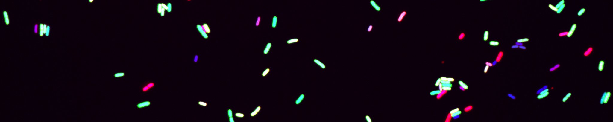 Figure 1: Coupling between gene expression (green), cell growth (blue) and chromosome folding (red) in bacteria