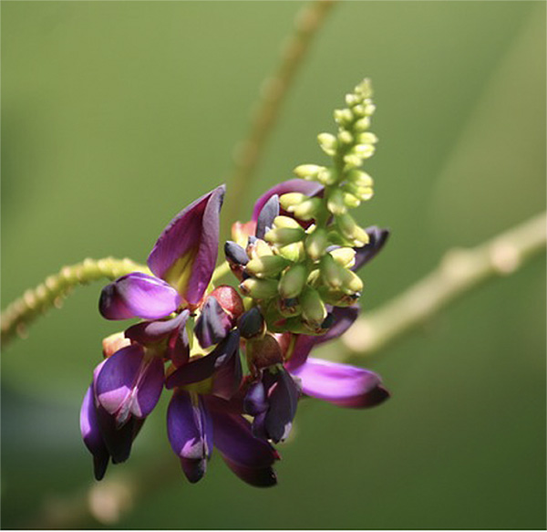 Fleur de Kudzu