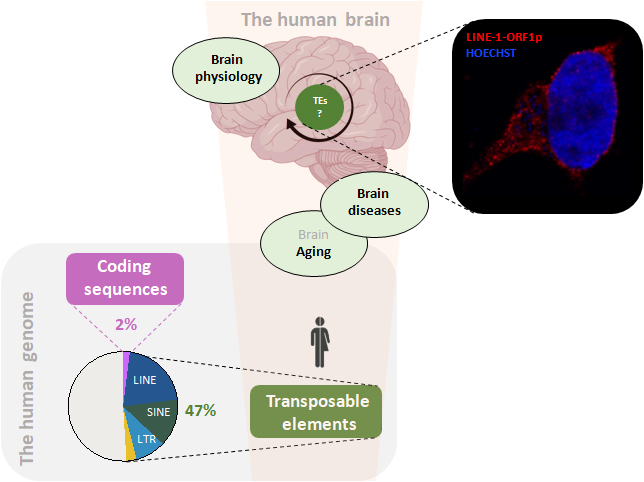 Julia Fuchs pathophysiology of transposable elements in the brain