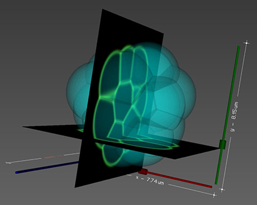 Image tridimensionelle de microscopie d’un embryon et forme digitalisée correspondante