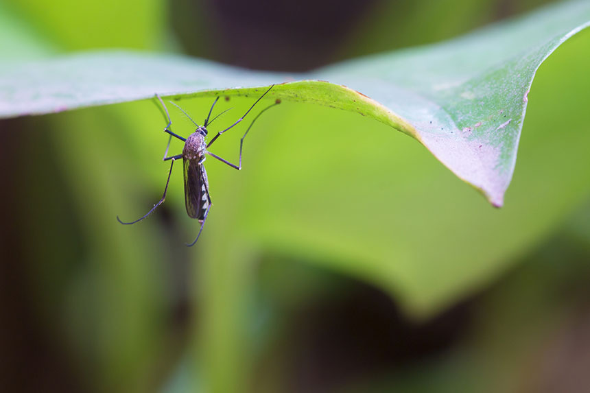 Mosquito