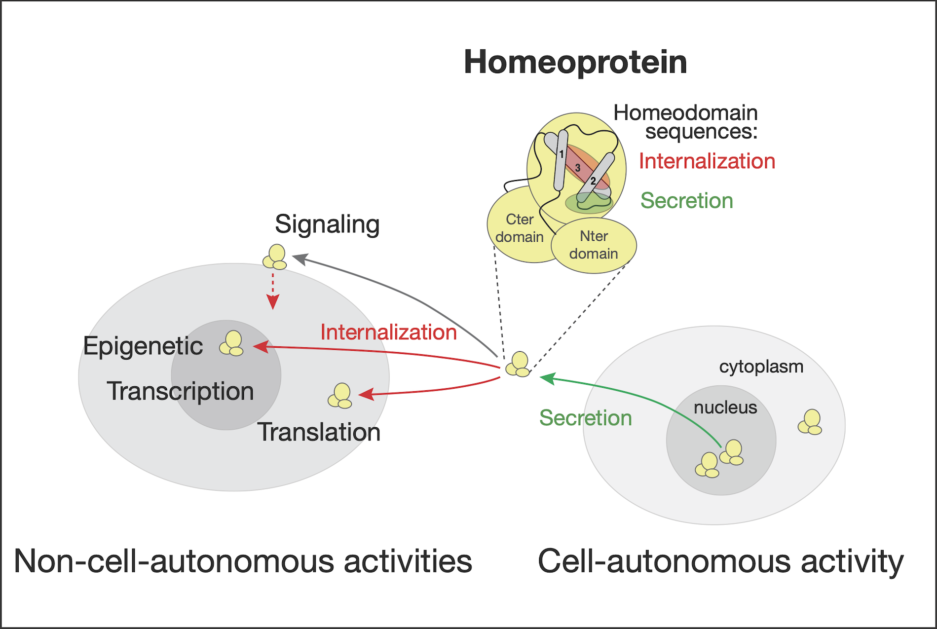 Homeoprotein Prochiantz