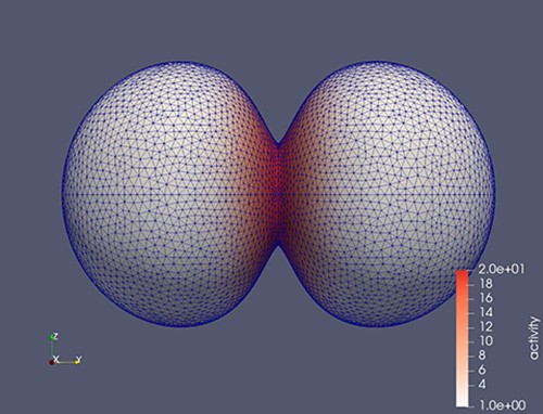 Simulation tridimensionnelle du processus de division cellulaire