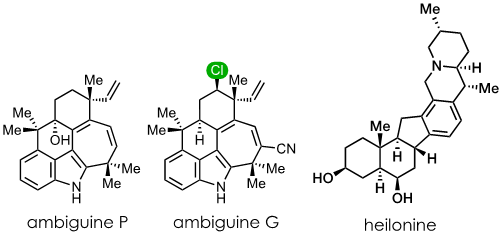 Synthesis of Bioactive Alkaloids