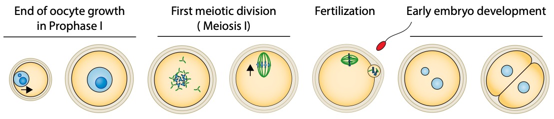 Terret Verlhac Figure 1