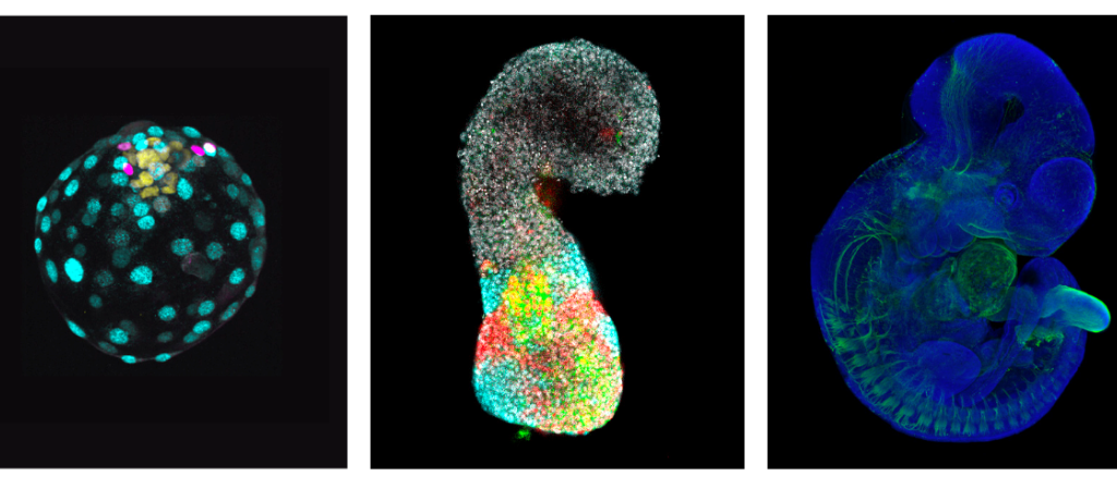 Embryons in vitro