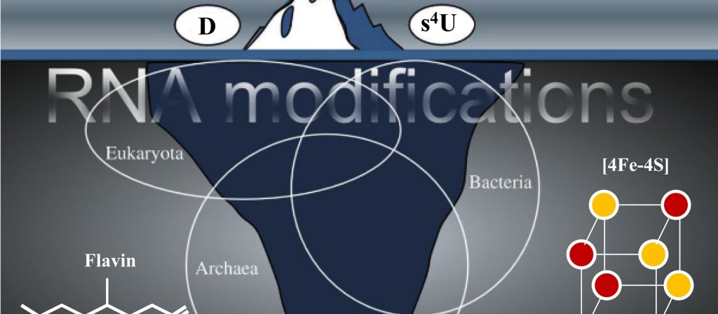 Enzymes de modification des ARNs