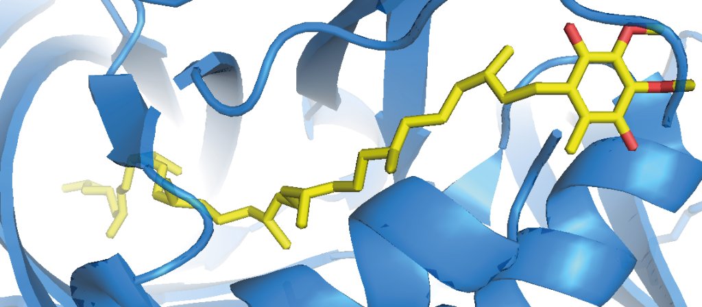 Enzymes de la biosynthèse de l'ubiquinone