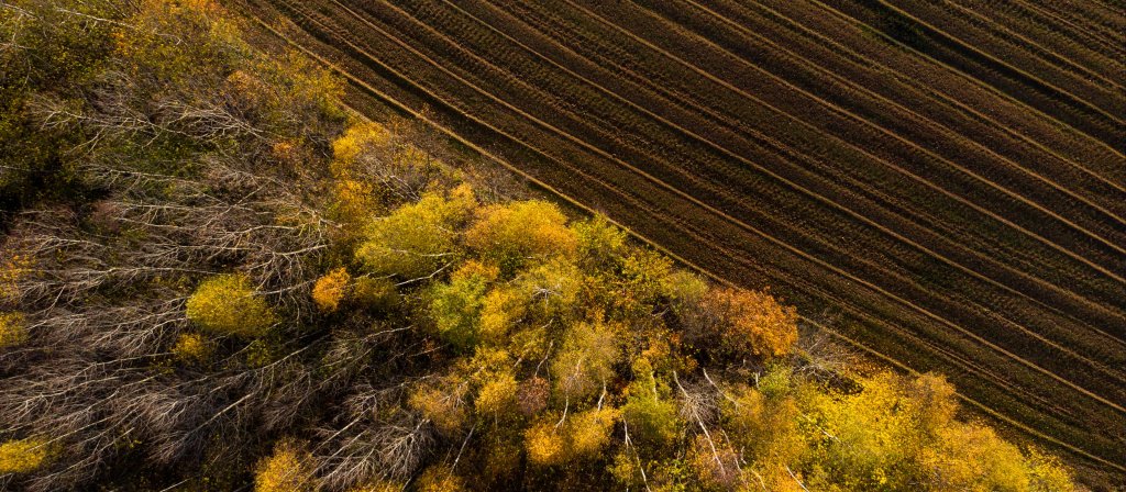 Champ en bordure de forêt vu du ciel