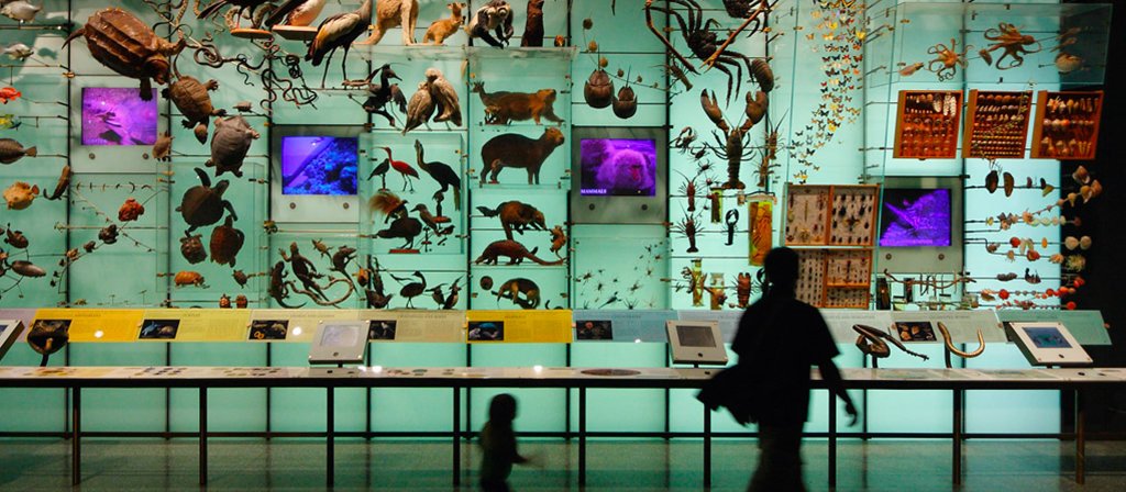 Dans une galerie d’un muséum d’histoire naturelle. Dom Dada/Flickr, CC BY-NC-ND