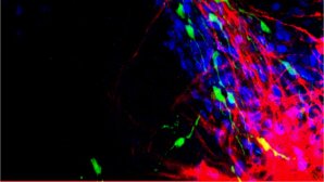 Interactions entre neurones en migration et axones