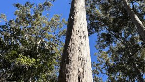 Vue en contre-plongée d'un arbre au milieu d'une forêt
