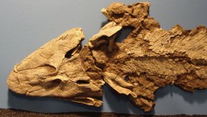 Fossile d'un vertébré préhistorique nommé le Tiktaalik, montrant son crâne aplati, ses orbites et sa structure osseuse intermédiaire entre celle des poissons et des tétrapodes
