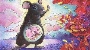 Illustration d’une souris noire enceinte avec un fœtus visible dans son ventre, levant une patte vers un nuage coloré de formes évoquant des bactéries