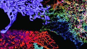 Image microscopique colorée montrant des structures cellulaires complexes : 