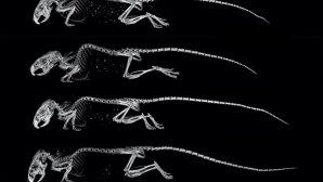 Squelettes de souris