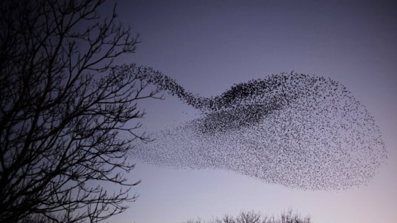 Une nuée d’étourneaux dans le ciel. Photo Progrès /Philippe TRIAS