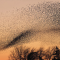 Photo of a cloud of birds
