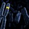 Chromosomes