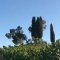Arbres sur ciel bleu