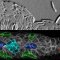 cells