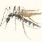 Mosquito, Olivier Leblois, watercolor, 2022