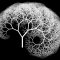 Balanced binary tree