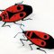 Drawing of gendarmes (insects) © Olivier Leblois