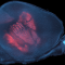 Carte sensorielle dans un cortex de souris mis à plat visualisée par les axones thalamocorticaux (Rouge) et une contre-coloration des noyeux cellulaire (cyan)