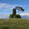 Rizzi 2023-2024 vignette