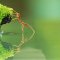 An ant drinking