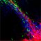 Interactions entre neurones en migration et axones