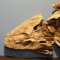 Fossile d'un vertébré préhistorique nommé le Tiktaalik, montrant son crâne aplati, ses orbites et sa structure osseuse intermédiaire entre celle des poissons et des tétrapodes