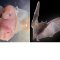 Un embryon de chauve-souris et une chauve-souris