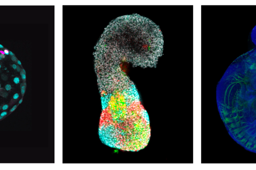 Embryons in vitro