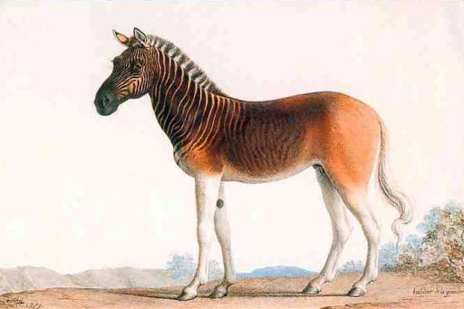 Drawing of a Quagga