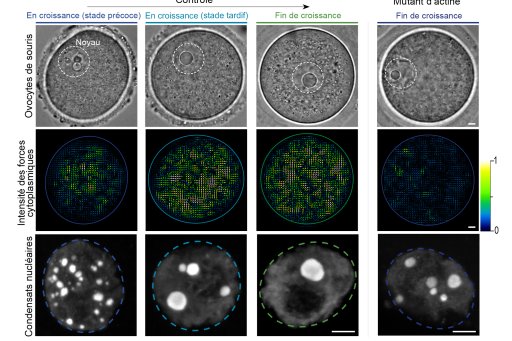 Thumbnail article Adel Al Jord