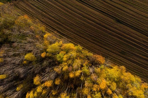 Champ en bordure de forêt vu du ciel