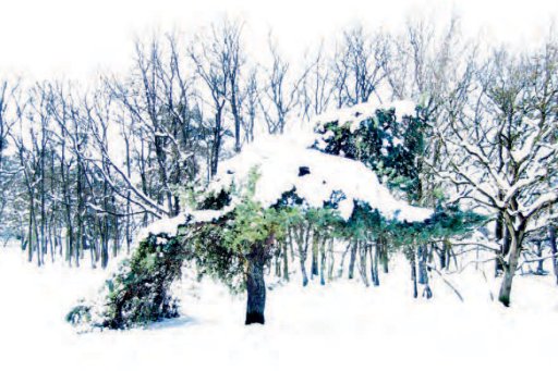 Arbres sous la neige